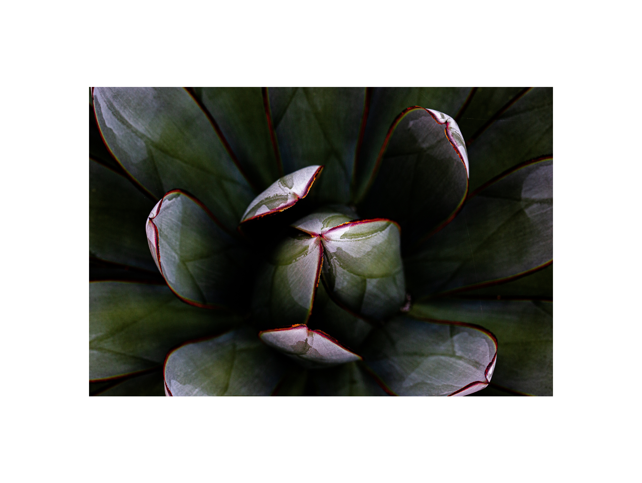 Agave