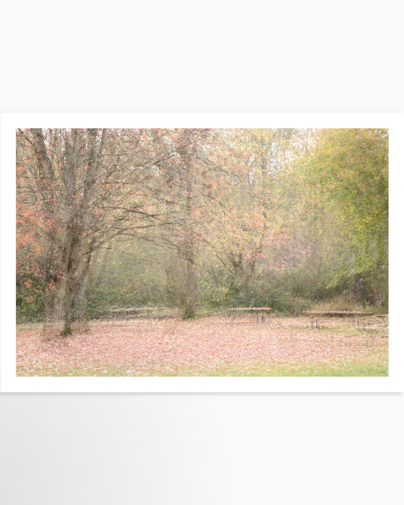 16x24 / Print / None