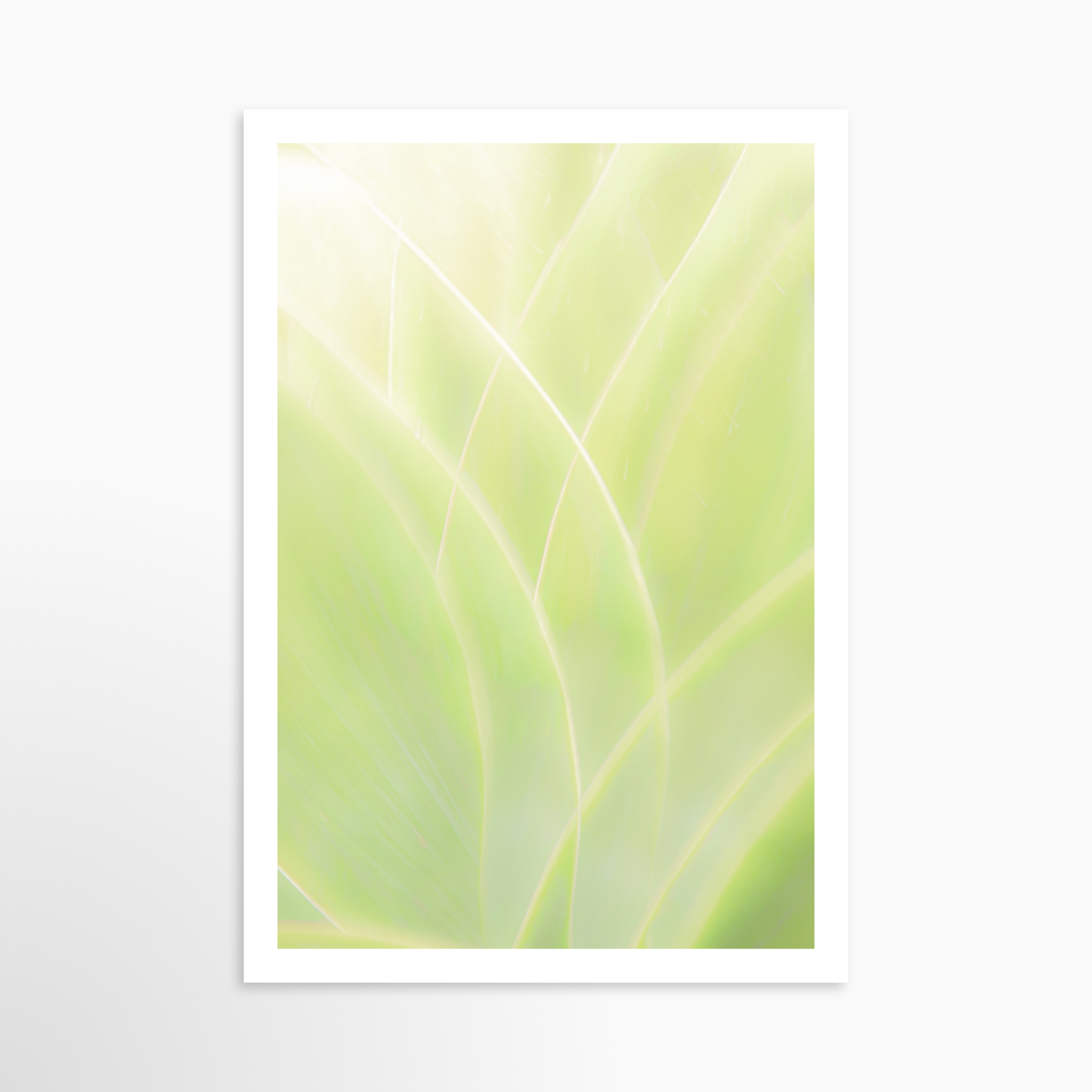 16x24 / Print / None