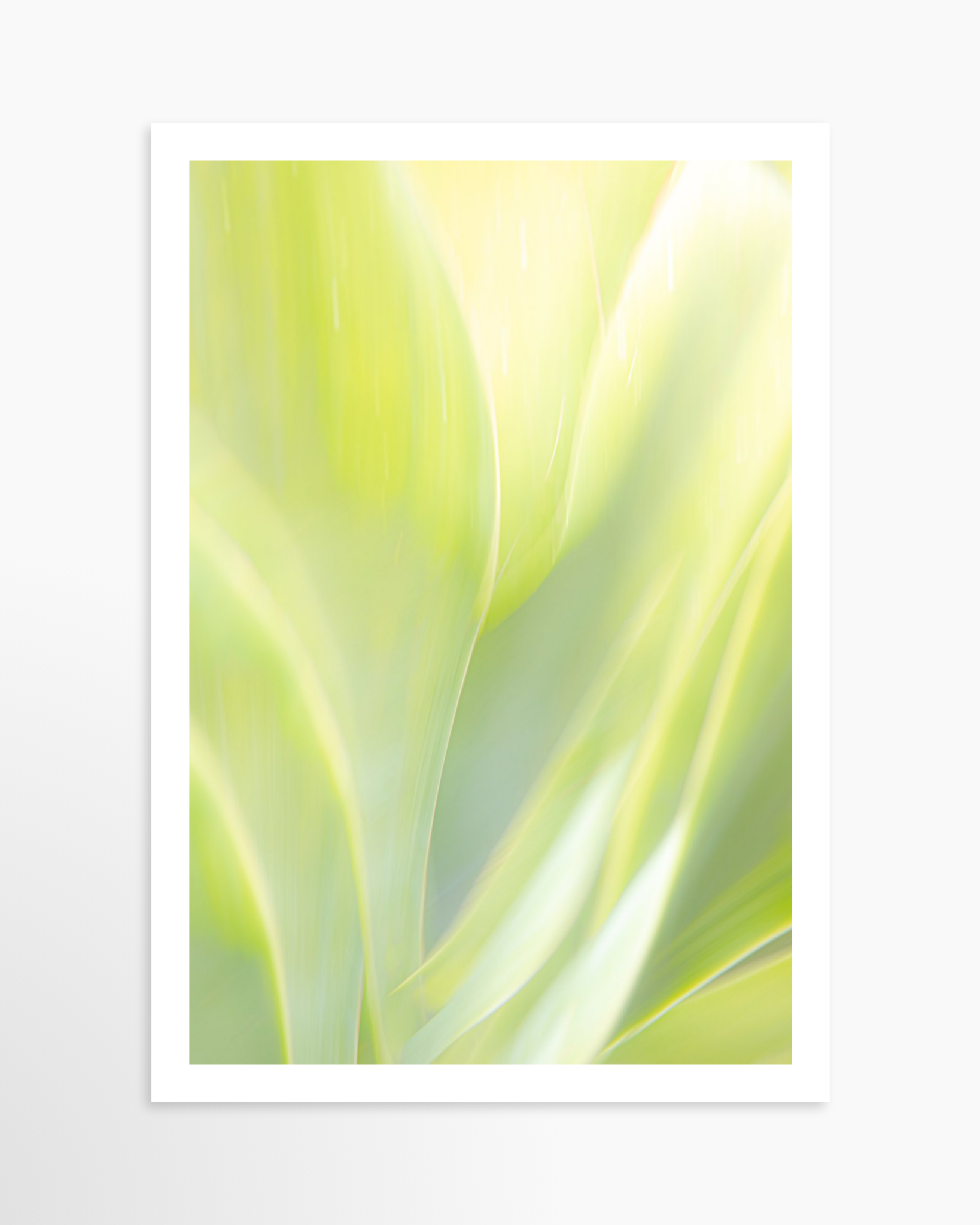 16x24 / Print / None