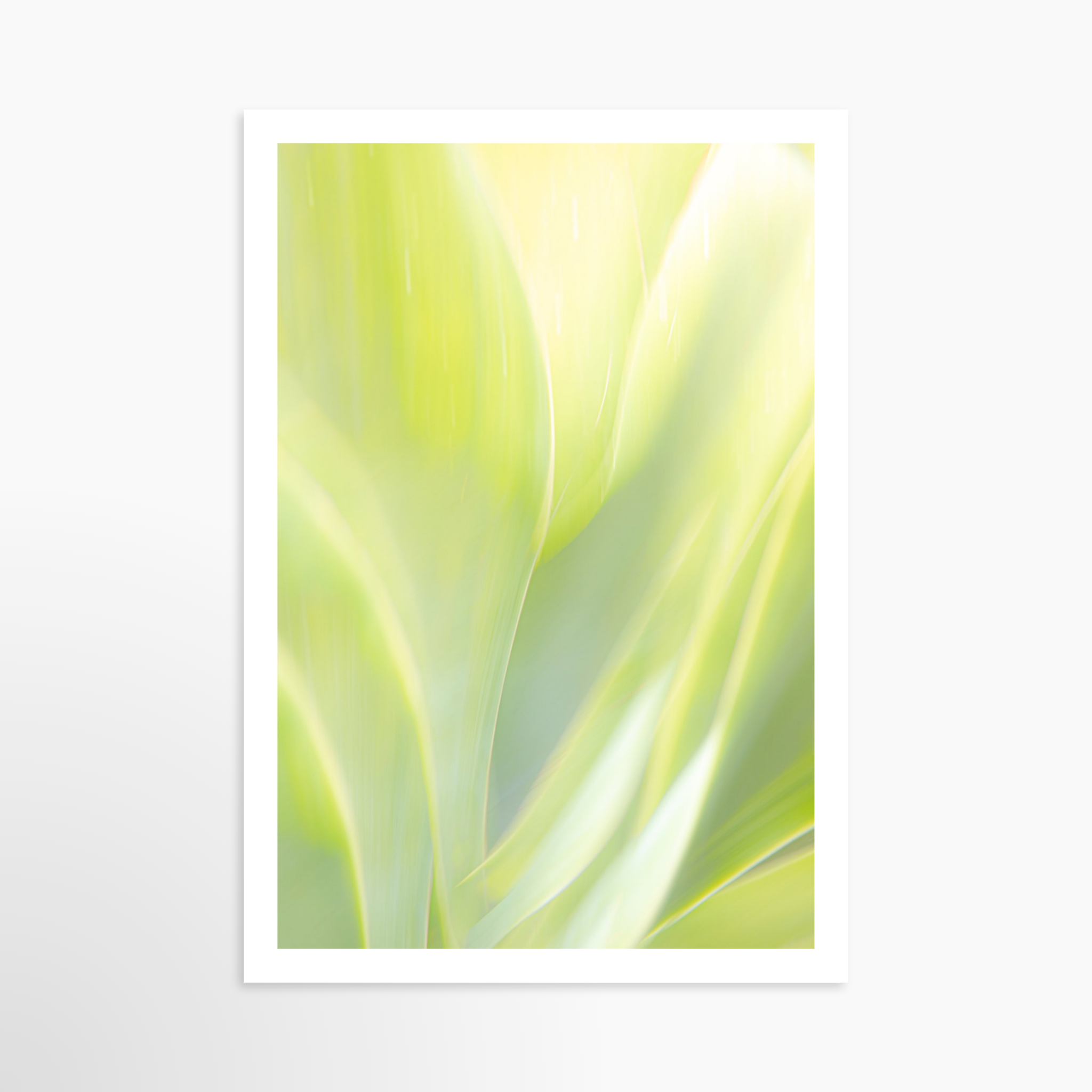16x24 / Print / None