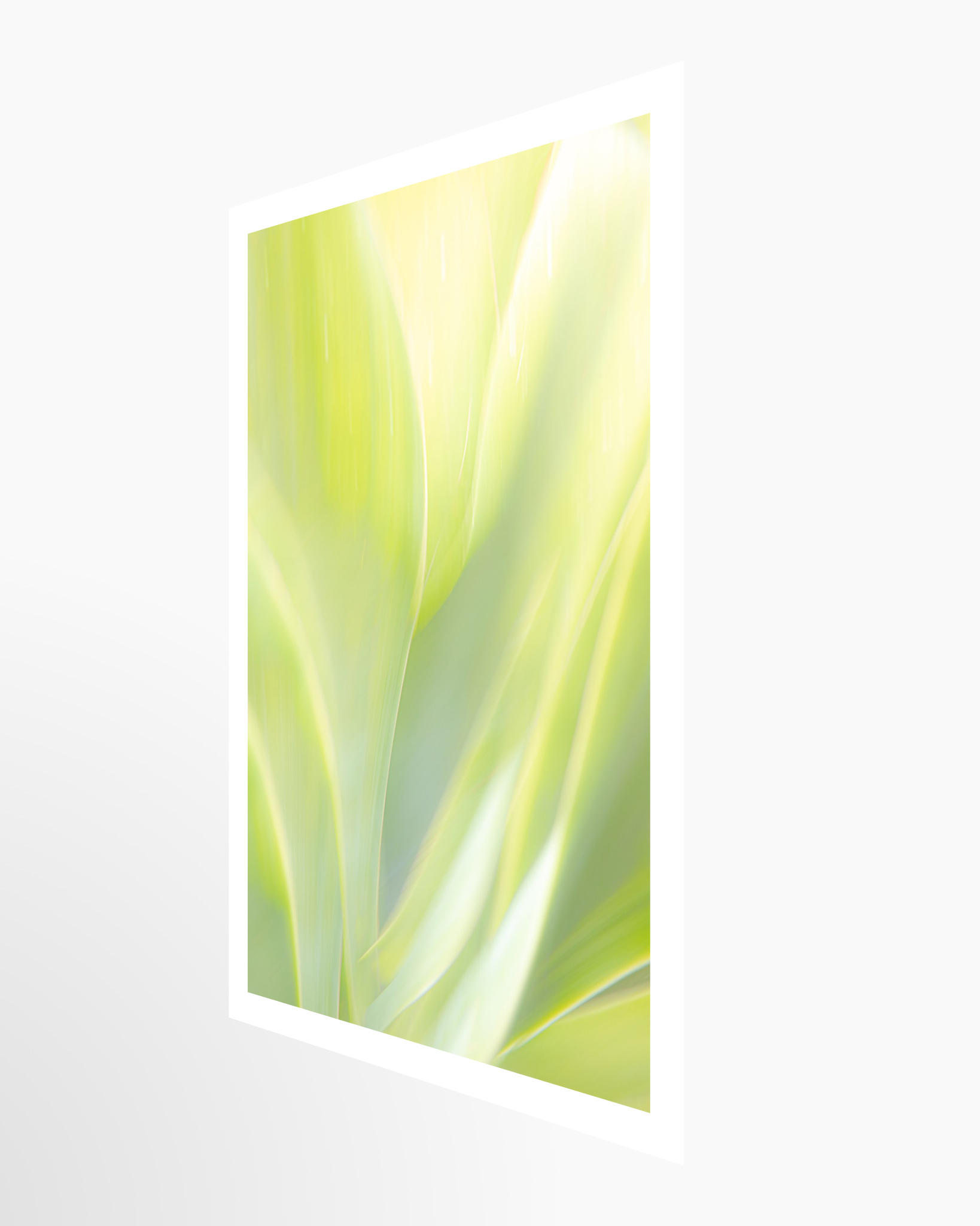 16x24 / Print / None