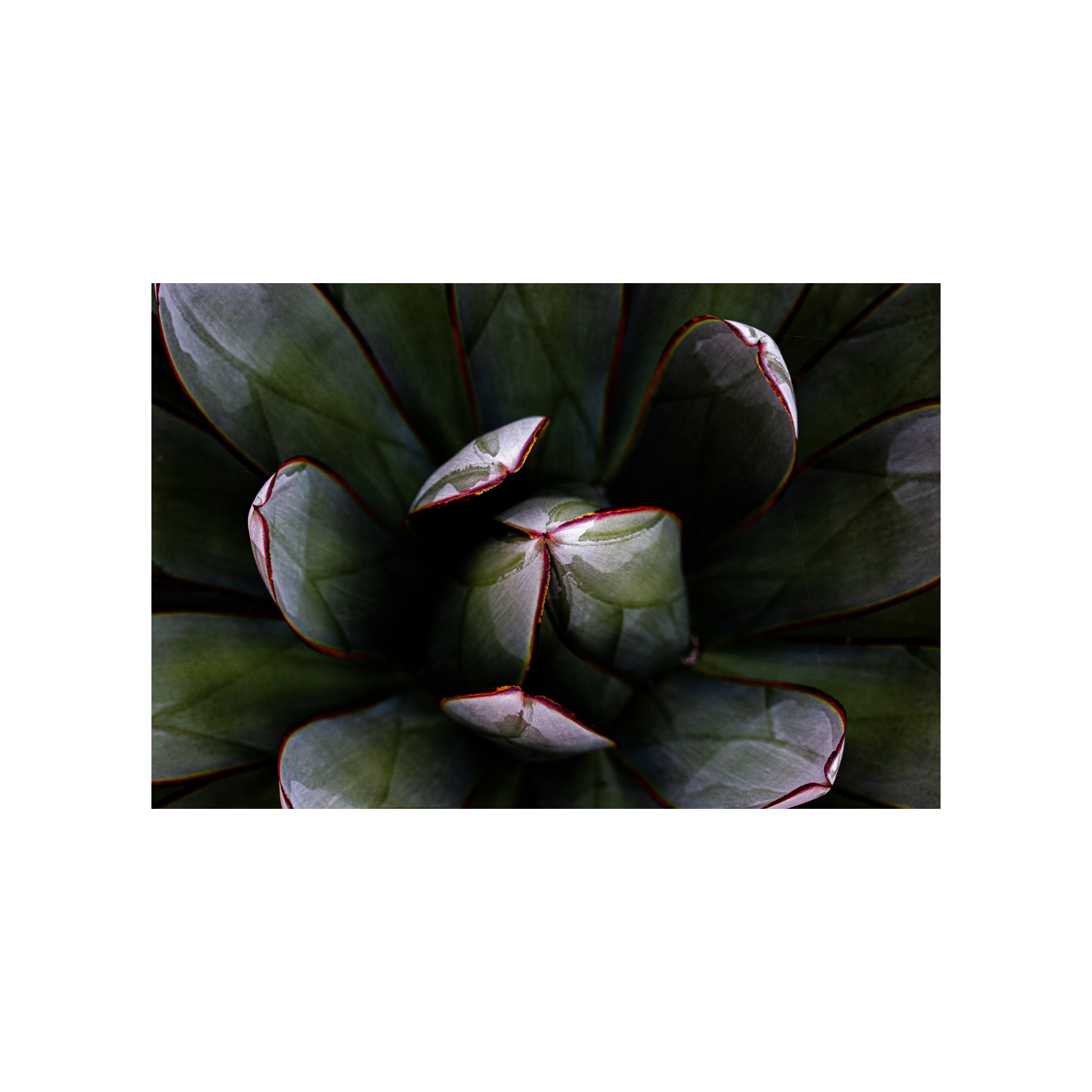 Agave