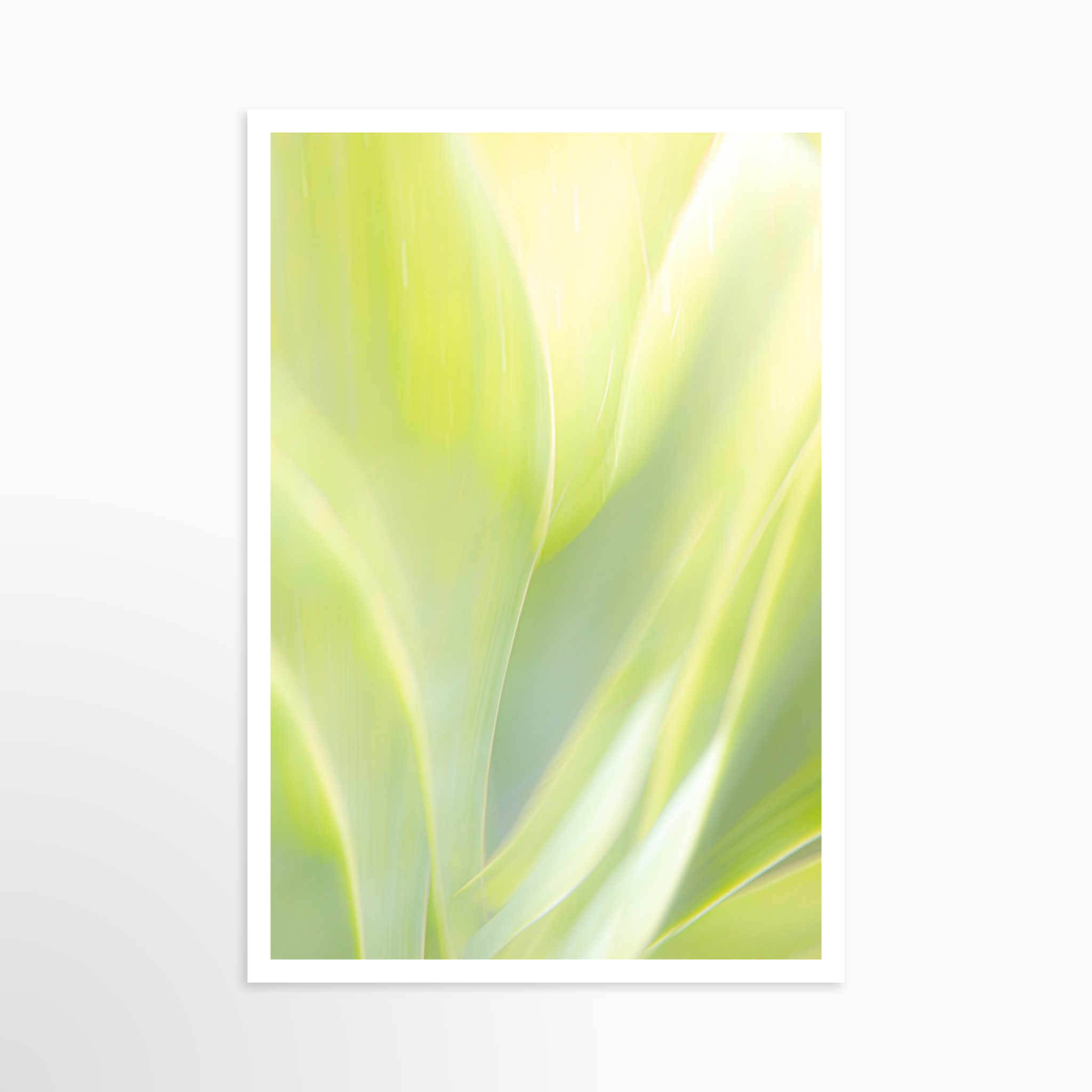 24x36 / Print / None